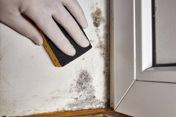Best Crawl Space Mold Remediation  in White Settlement, TX